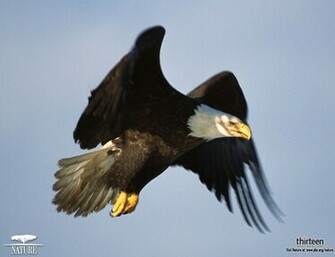 Eagle Wallpaper