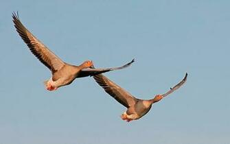 Flying Birds Wallpaper Desktop