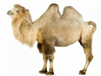 Bactrian Camel Diet Pictures Facts Habitat Behavior Life Cycles