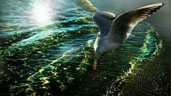 Name Seagull Water Reflection Wallpaper