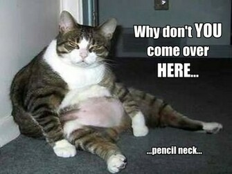 Really Funny Cats Wide Wallpaper