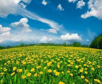 Summer Meadow With Dandelions Background Best Stock Photos Toppng