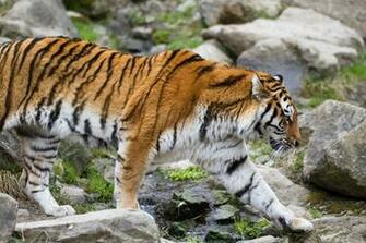 Tiger Amur Wild Cat Wallpaper Background