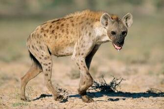 Hyena Wallpaper