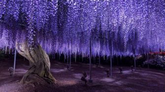 Purple Tree Wallpaper