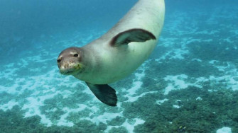 Awareness Seminar In Peyia On Endangered Mediterranean Monk Seal Wallpaper