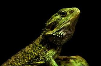 Reptile HD Wallpaper Background