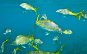 Yellowtail Snapper Fishes Picture For Desktop Wallpaper HD