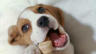 Beagle Wallpaper HD