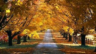 Autumn Road 1080p Wallpaper HD