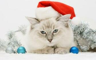 Happy New Year Cat Wallpaper And