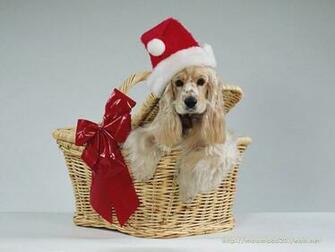 Christmas Dogs Wallpaper