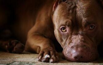 Pit Bull Wallpaper Dogs