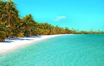 Wallpaper Beach Palm Tree Tropical Ocean Beautiful