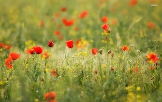 From Poppy Flower Wallpaper