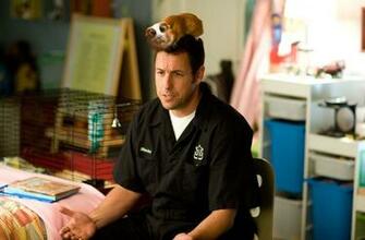 Adam Sandler HD Wallpaper Image Background