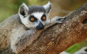 Lemur Computer Wallpaper Desktop Background