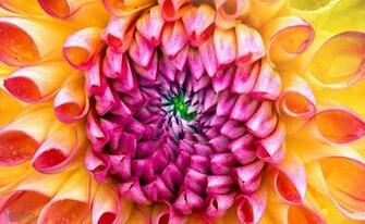 The New Imac Wallpaper Flower Appletips
