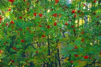 Beautiful Tree Wallpaper Background