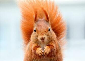 Squirrel Bushy Tail Muzzle Animal Stock Photos Image HD