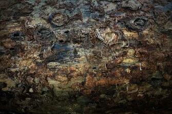 Description Wallpaper Tree Trunks Jpg