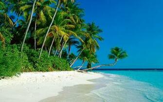 Wallpaper Tropical Beach And Palms X Widescreen Desktop