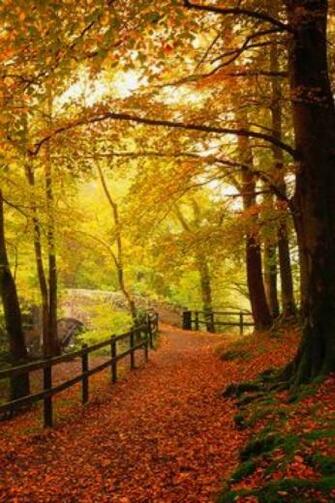 iPhone Wallpaper Fall Tjn