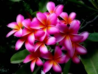 Hawaii Flowers