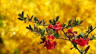 HD Beautiful Wallpaper Background For