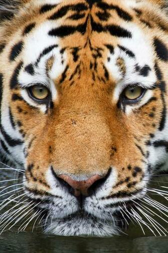 Tiger Face HD iPhone 4s Wallpaper And Background