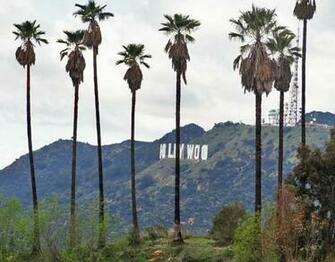 Go Back Image For Hollywood Palm Trees Wallpaper