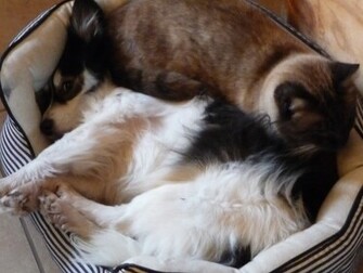Dogs Vs Cats Image And Wallpaper Photos