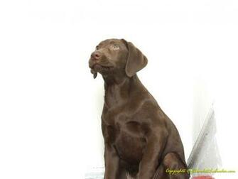 Chocolate Labrador Wallpaper Jackie The Lab