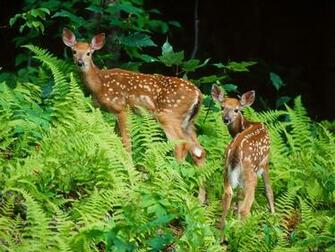 Deer In Forest Not The Work Of Author Taylornoakes