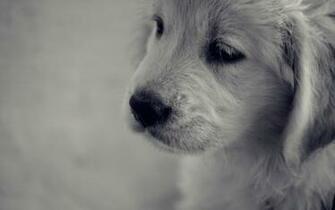 Golden Retriever Puppy Wallpaper