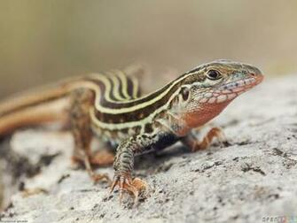Little Lizard Wallpaper Open Walls