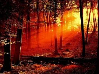 Related Pictures Enchanted Forest HD Wallpaper
