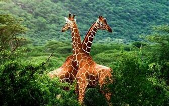 Animal Wallpaper Desktop Of The Giraffe On African