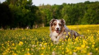 Australian Shepherd Wallpaper