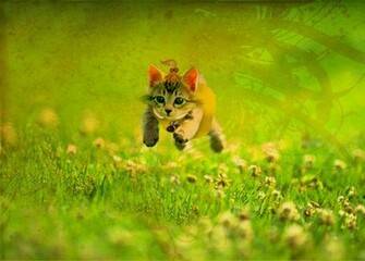 Small Cat For Kids HD Wallpaper