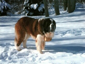 Saint Bernard Dog Wallpaper Giant Breeds Dogs Info St Bernhardshund