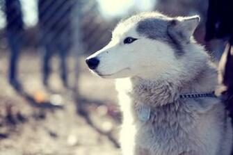 Alaskan Malamute Wallpaper