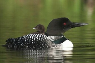 Plongeon Huard Wallpaper