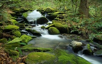 Forest Waterfall Wallpaper Rivers Nature