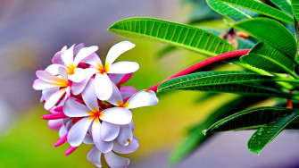 HD Nature Wallpaper