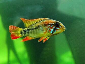 Freshwater Fish Wallpaper HD In Animals Imageci