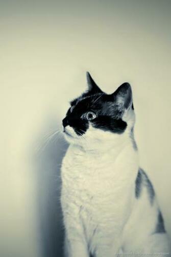 Hipster Cat iPhone Wallpaper Trending Space