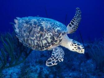Turtle Wallpaper Pictures