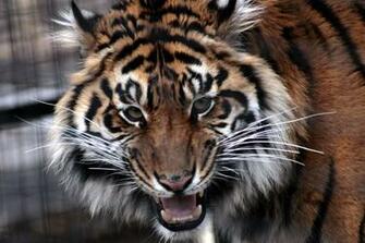 High Definition Desktop Wallpaper Of The Tiger Photo