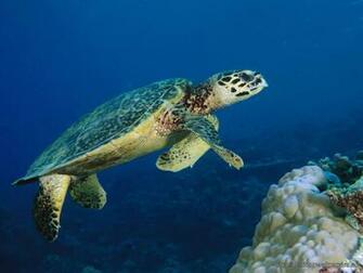 Marine Life Wallpaperdesktop Wallpaper